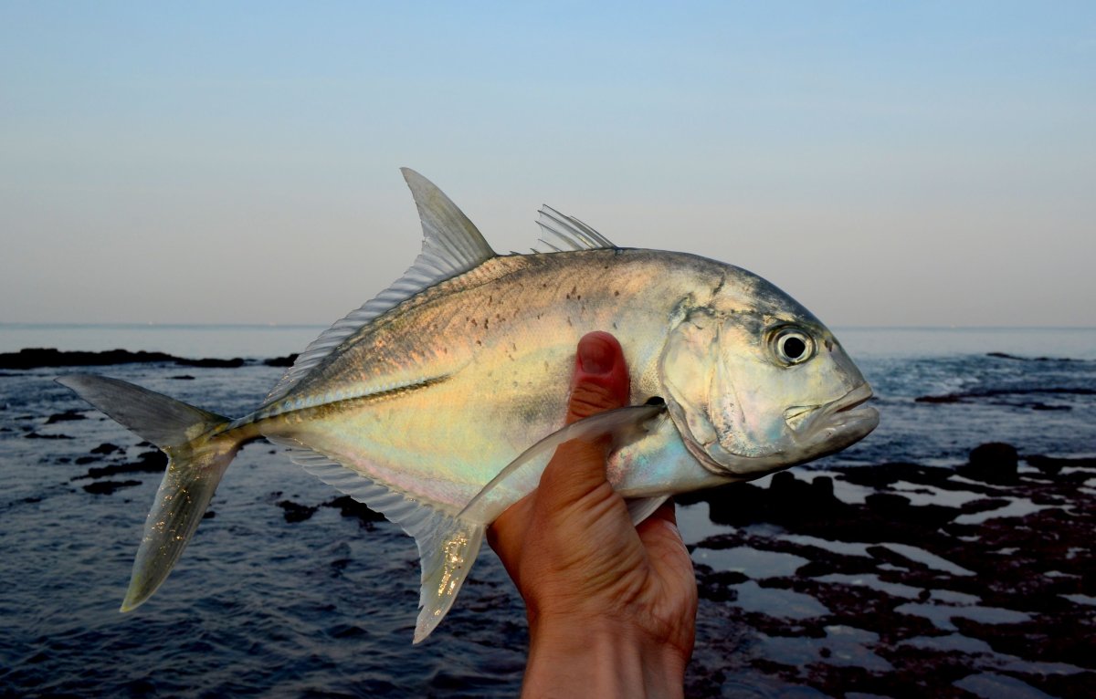 Рыба в анфас