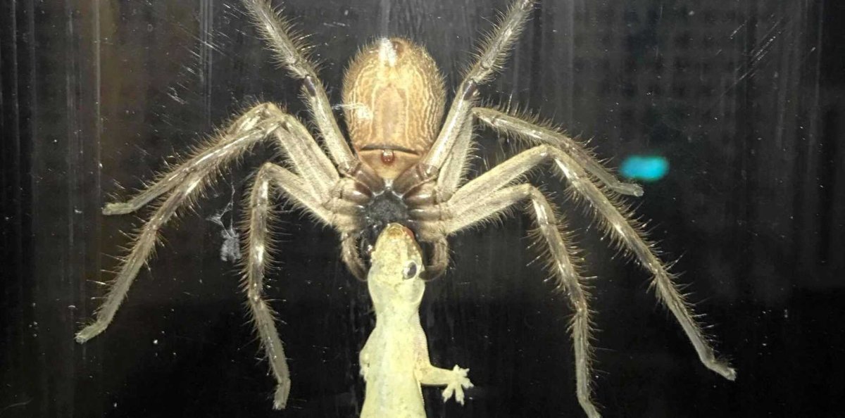 Самый большой паук в мире Австралия