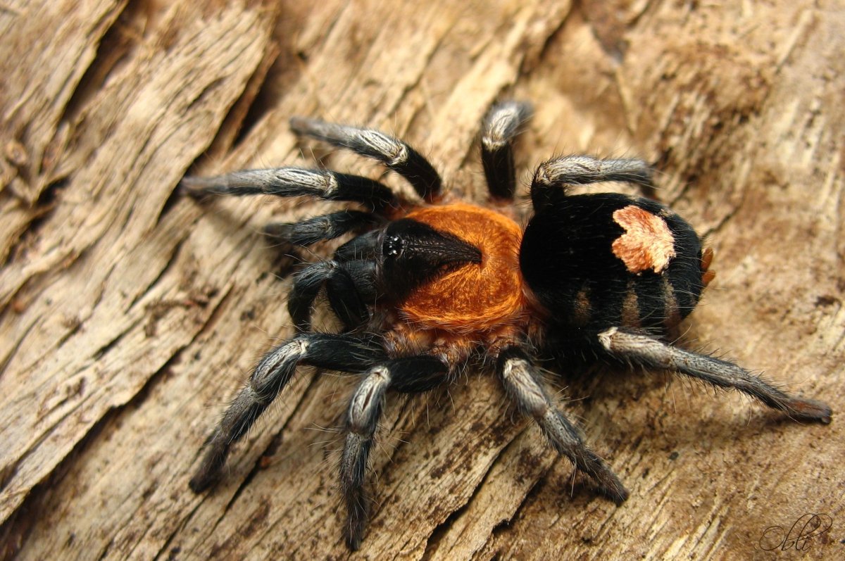 Паук Nephila edulis