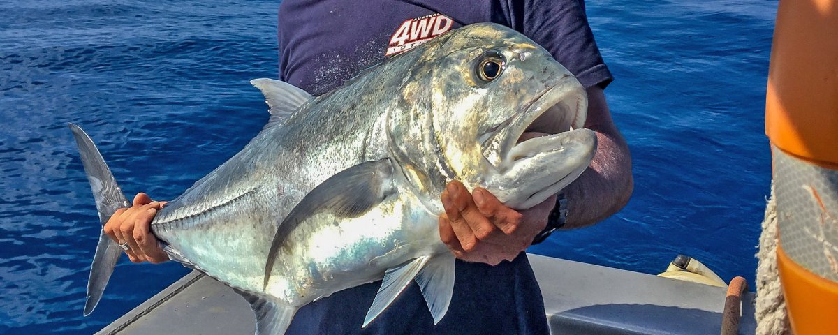 Миссисипский панцирник