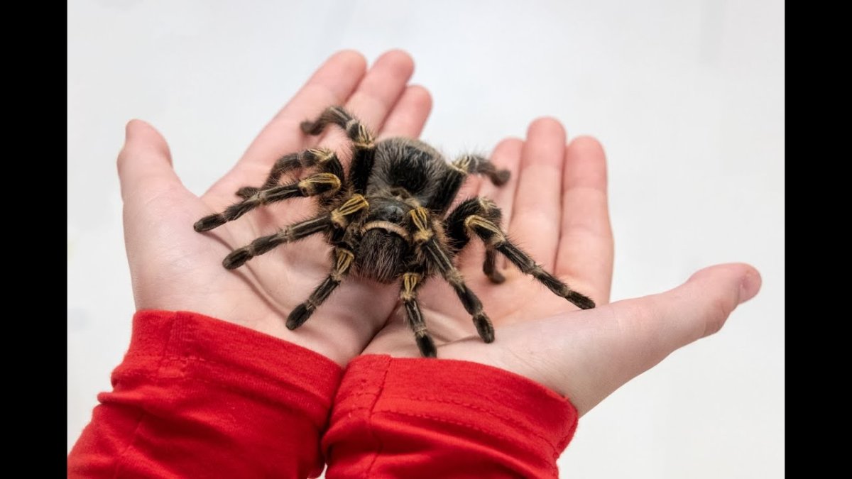 Anthrobia пауки