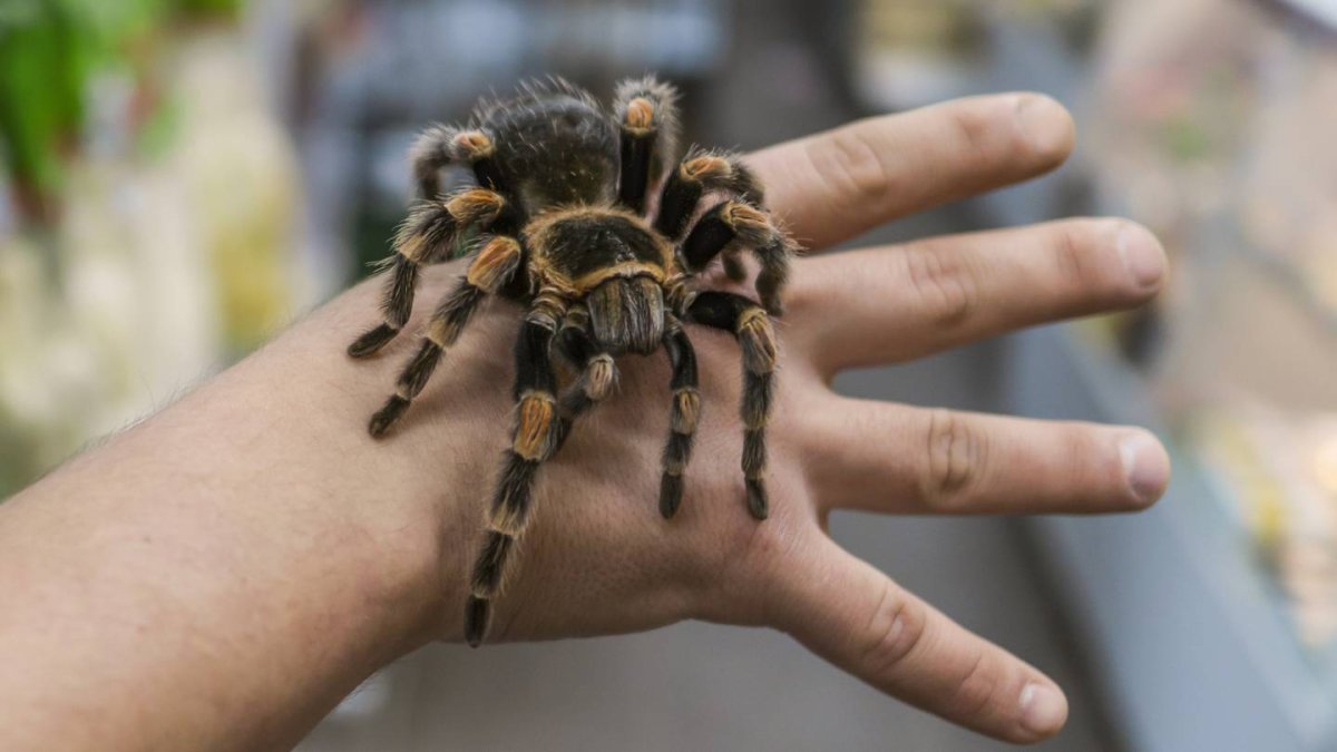 Паук скакун