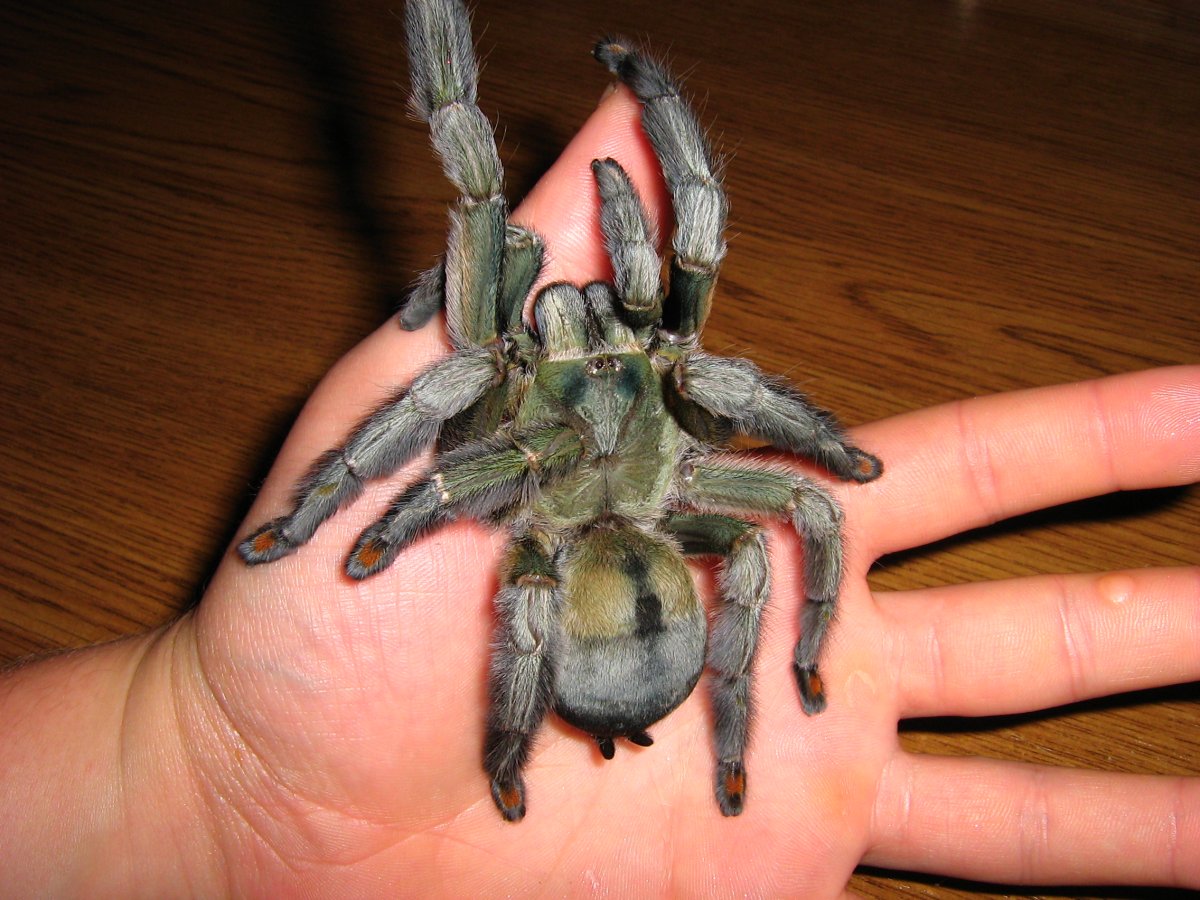 Паук Orphnaecus philippinus