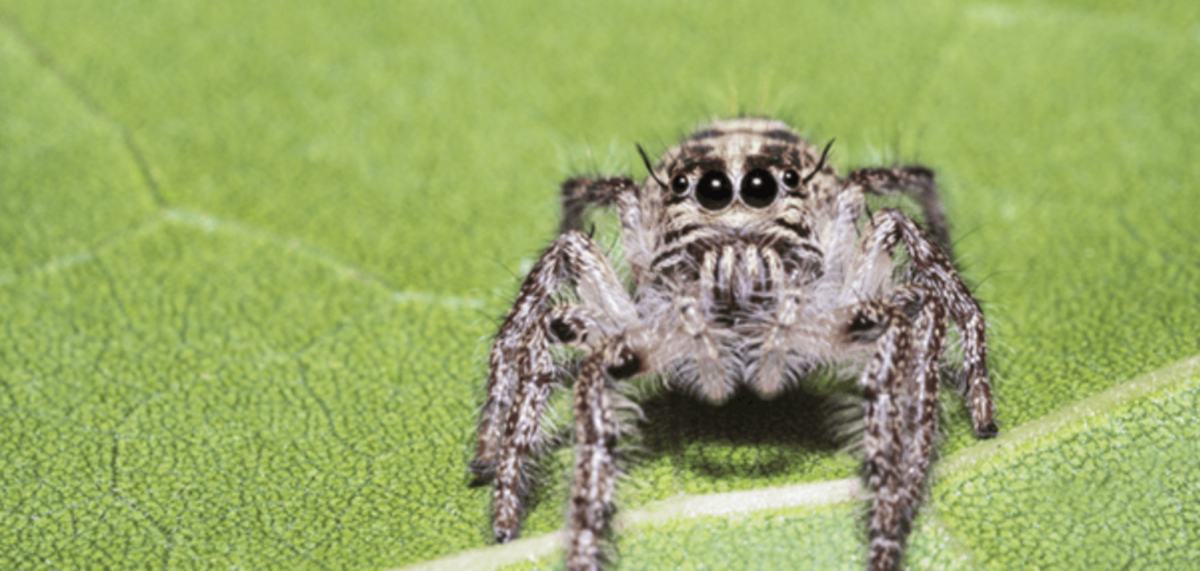 Маратус Воланс