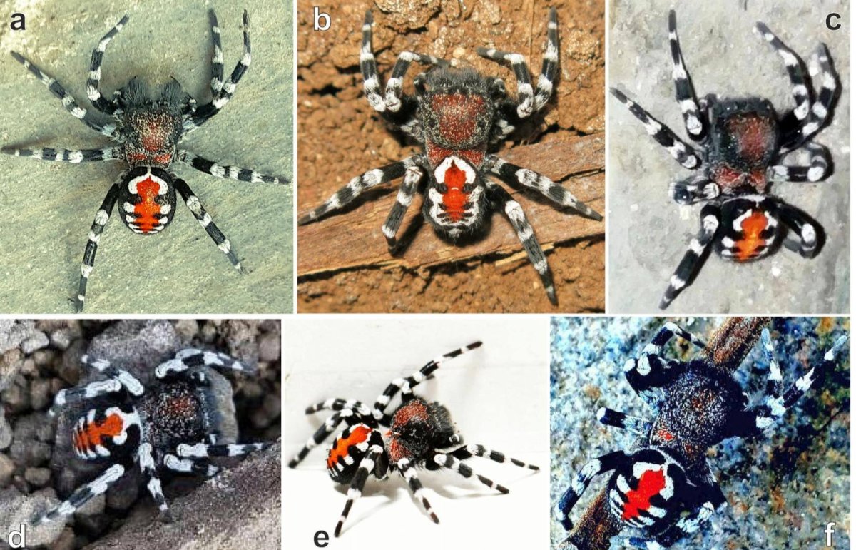 Паук скакун ядовитый