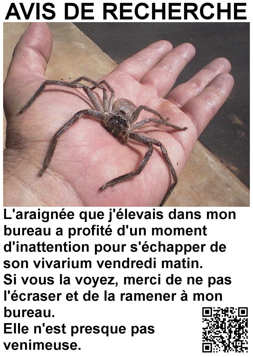 Паук скакун брачный танец