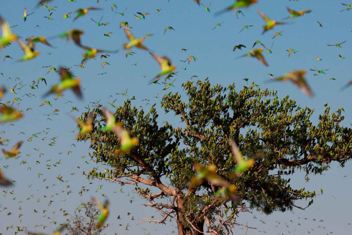 Волнистый попугайчик в дикой природе