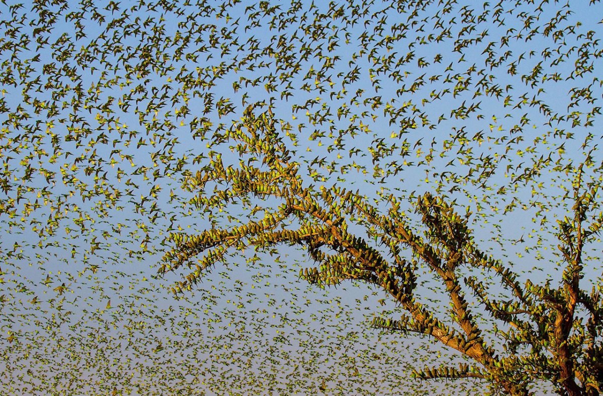 Волнистый попугайчик в дикой природе