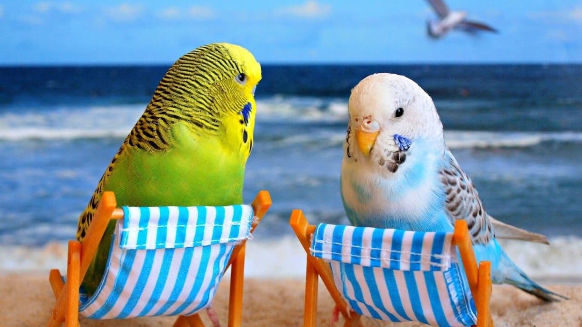 Волнистый попугай