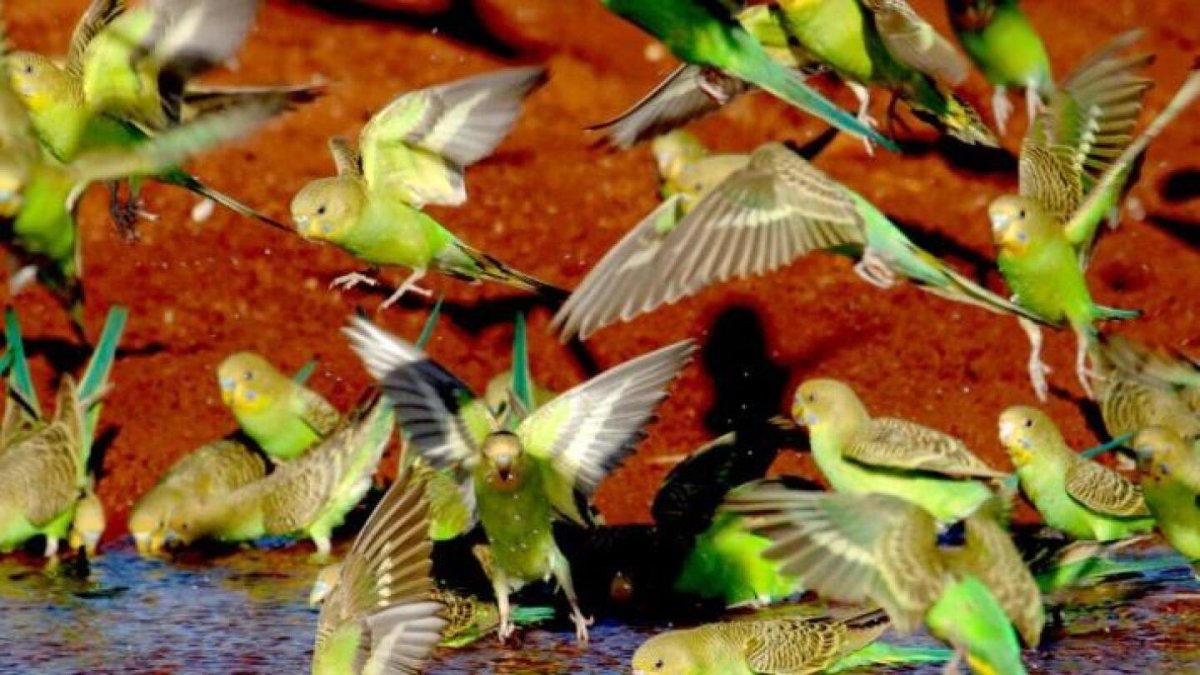 Волнистые попугайчики в природе