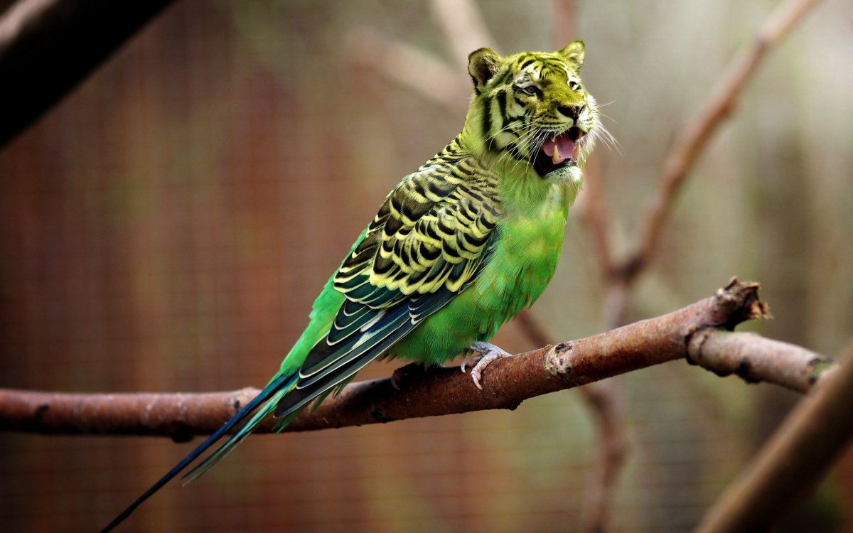 Жирный волнистыймпопугай