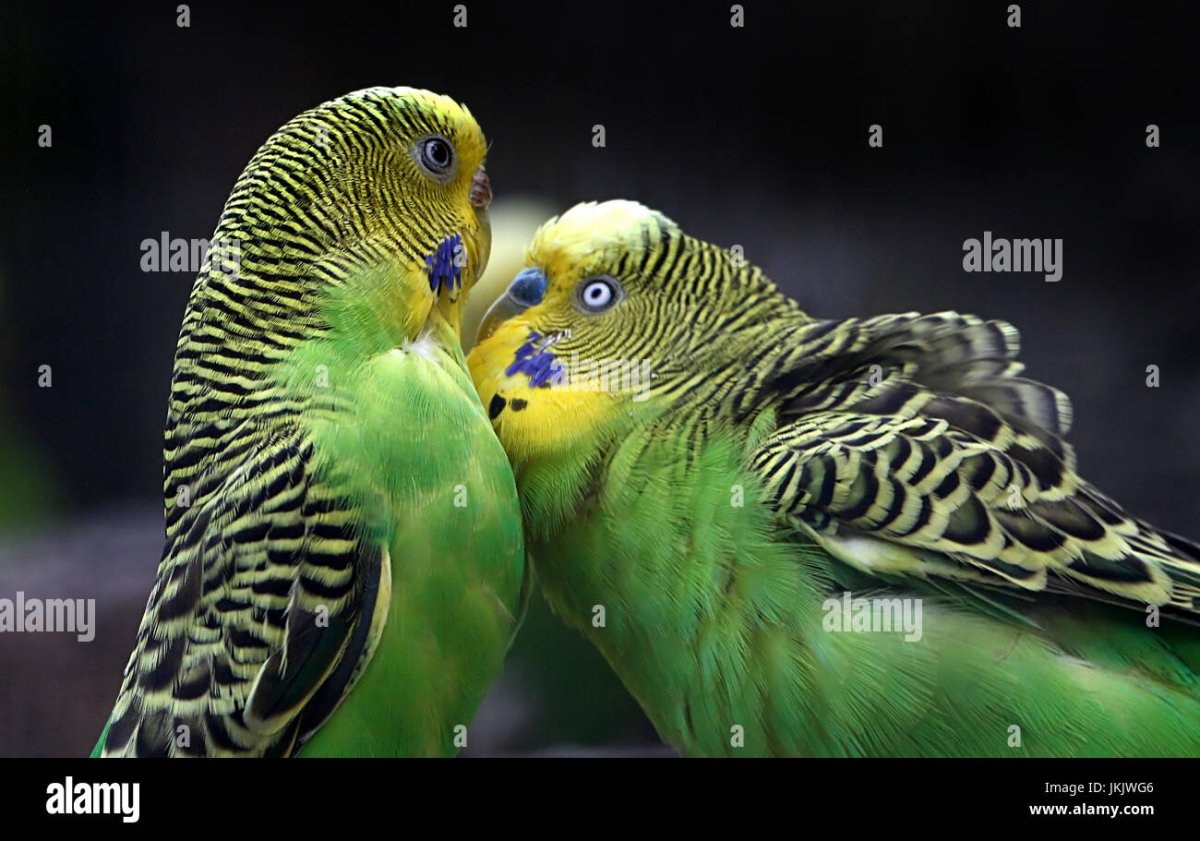 Среда обитания волнистых попугаев