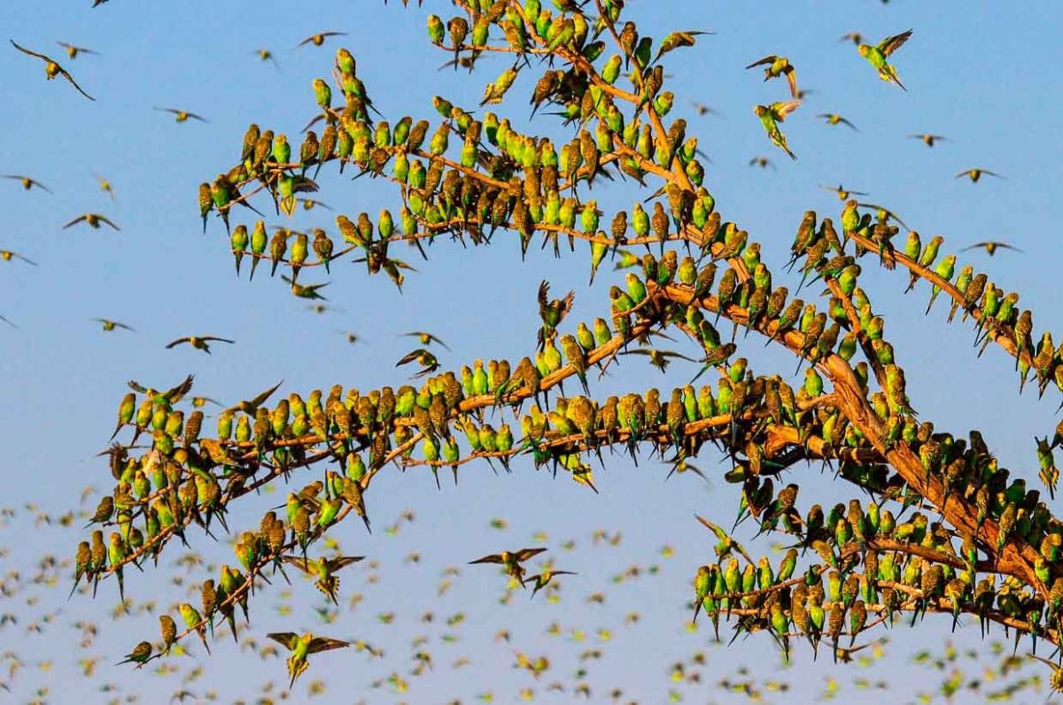 Волнистые попугайчики в Австралии