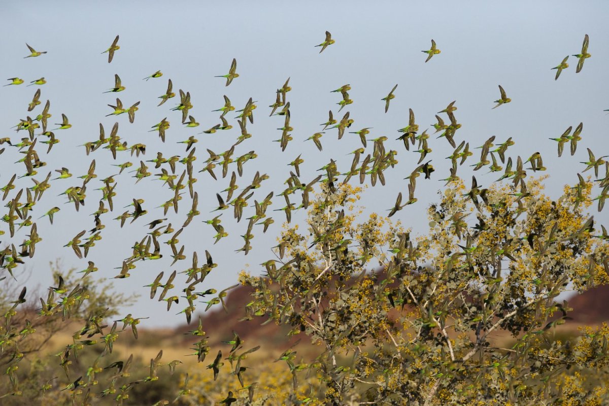 Волнистый попугайчик в дикой природе