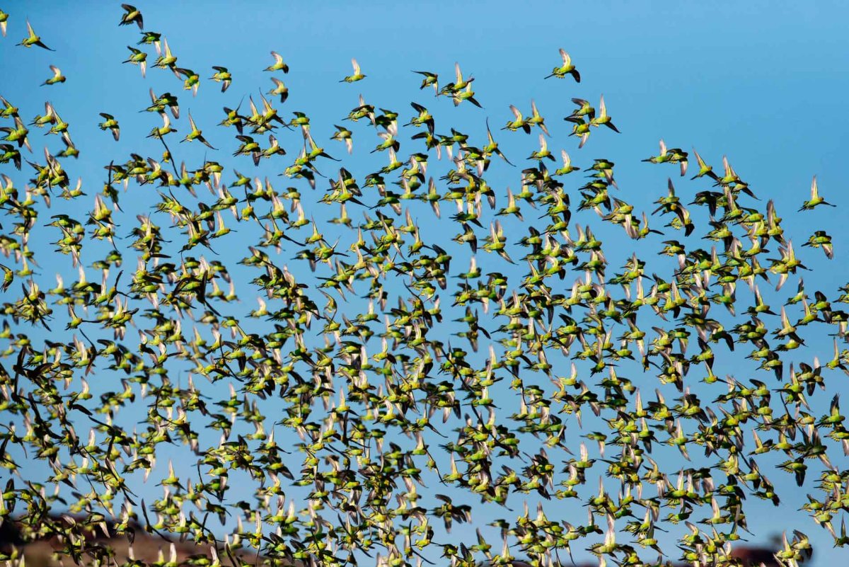 Волнистый попугайчик в дикой природе