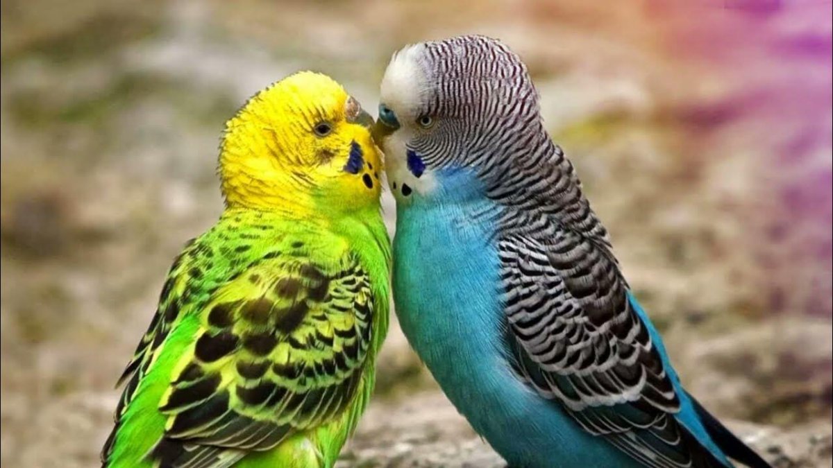 Очень милую картинку любовь с попугайчиками