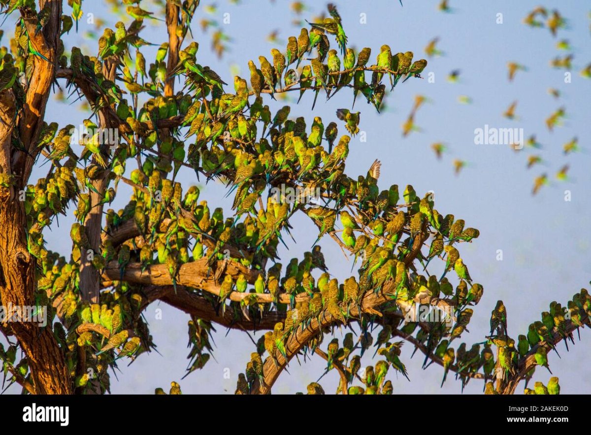 Австралия волнистые попугаи в дикой природе вихрем