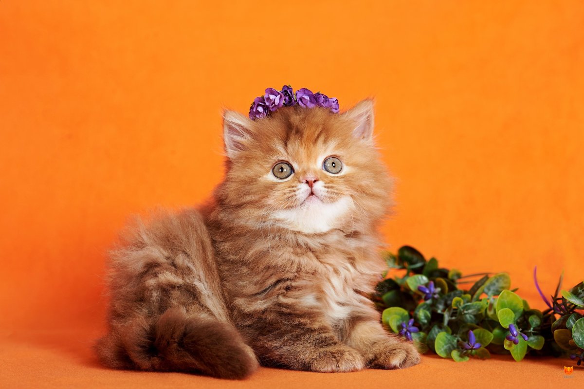 Шотландская прямоухая длинношерстная рыжая