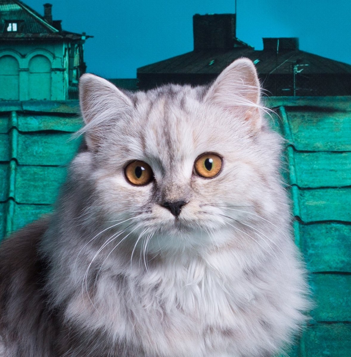 Шотландская прямоухая хайленд страйт