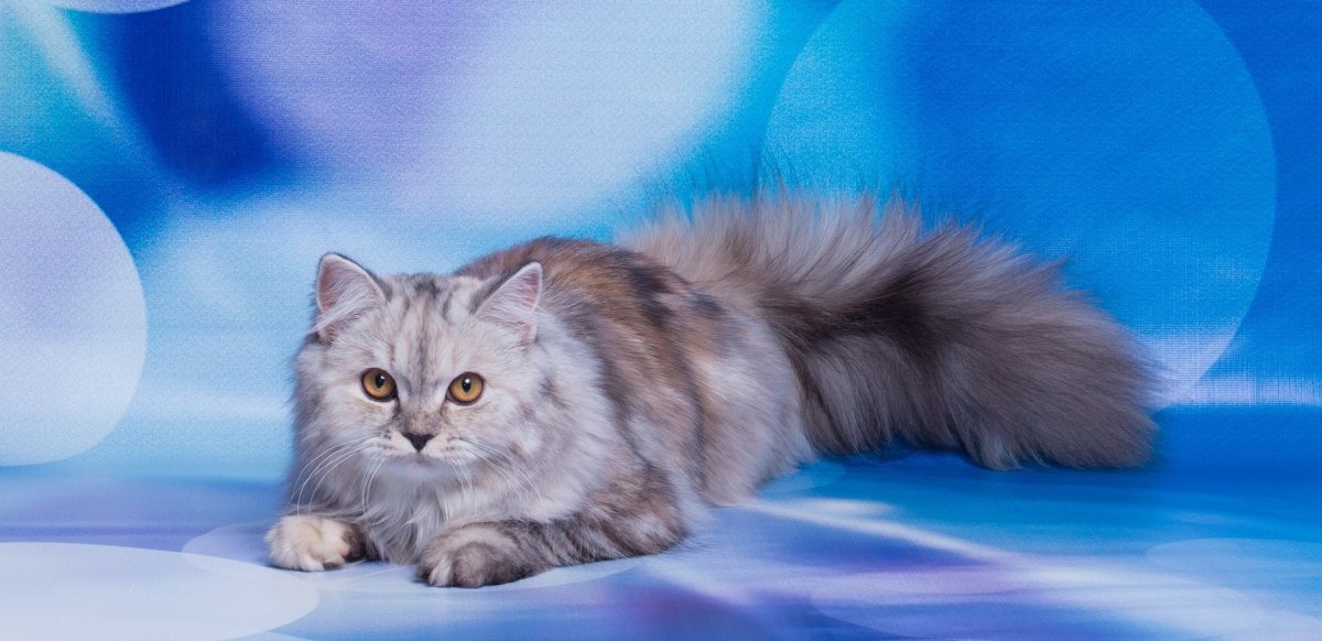 Хайленд страйт затушеванный