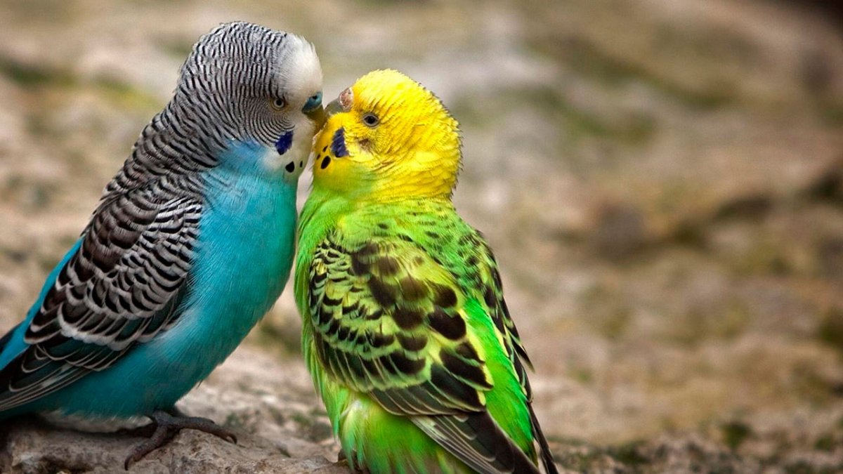 Оранжевый волнистый попугай