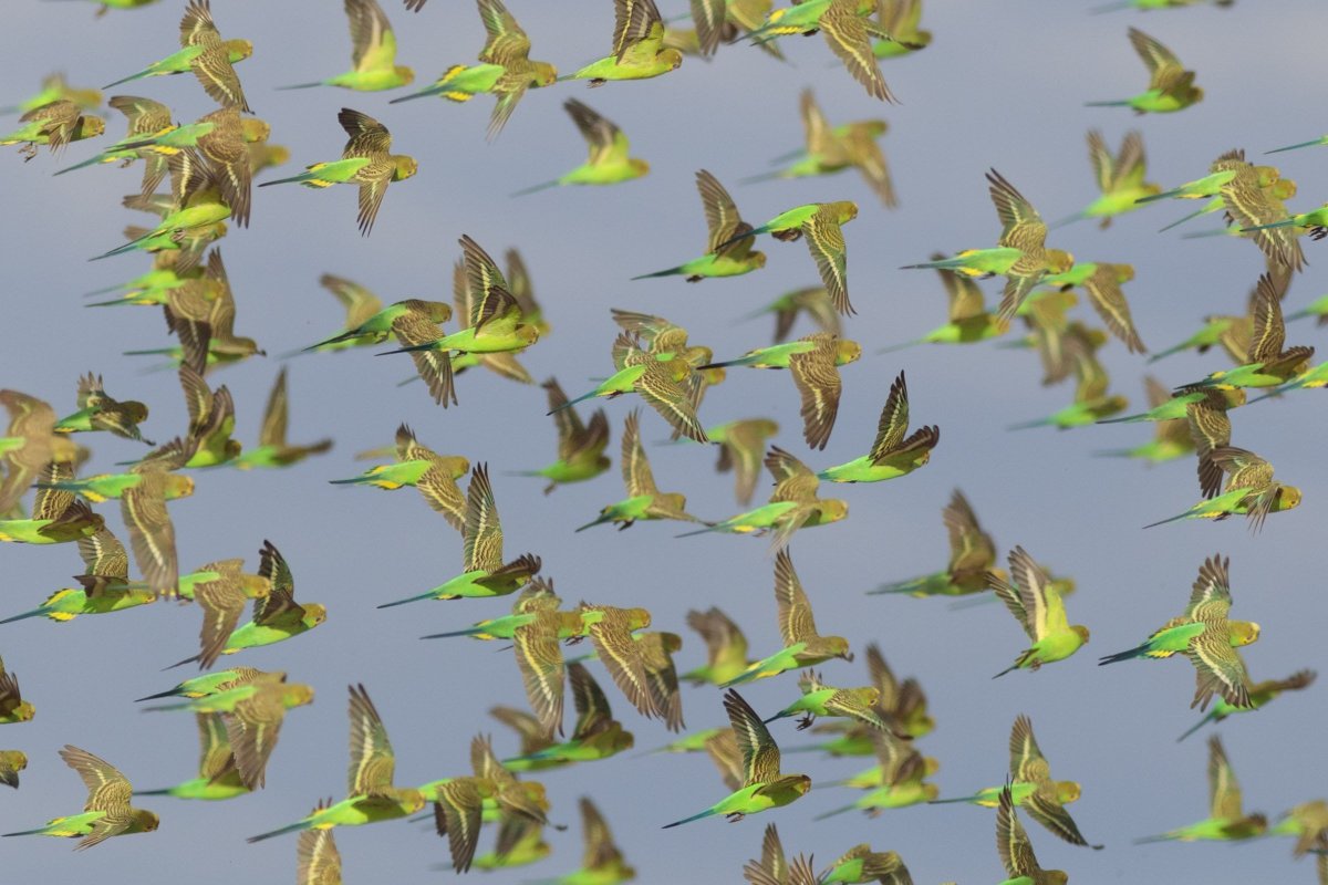 Волнистый попугайчик в дикой природе