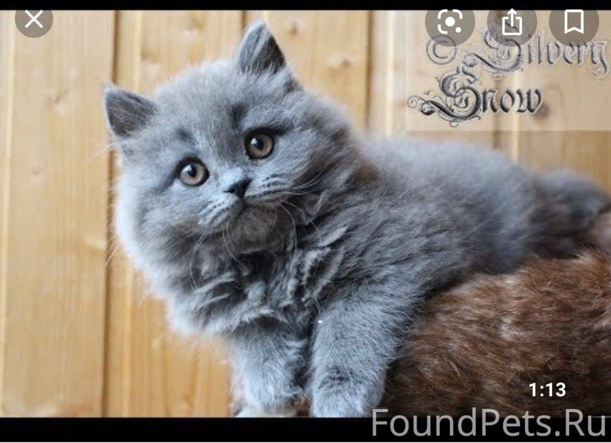 Длинношерстный голубой британский кот