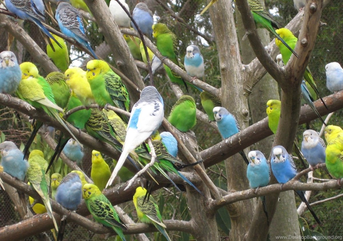 Волнистый попугайчик в Московском зоопарке