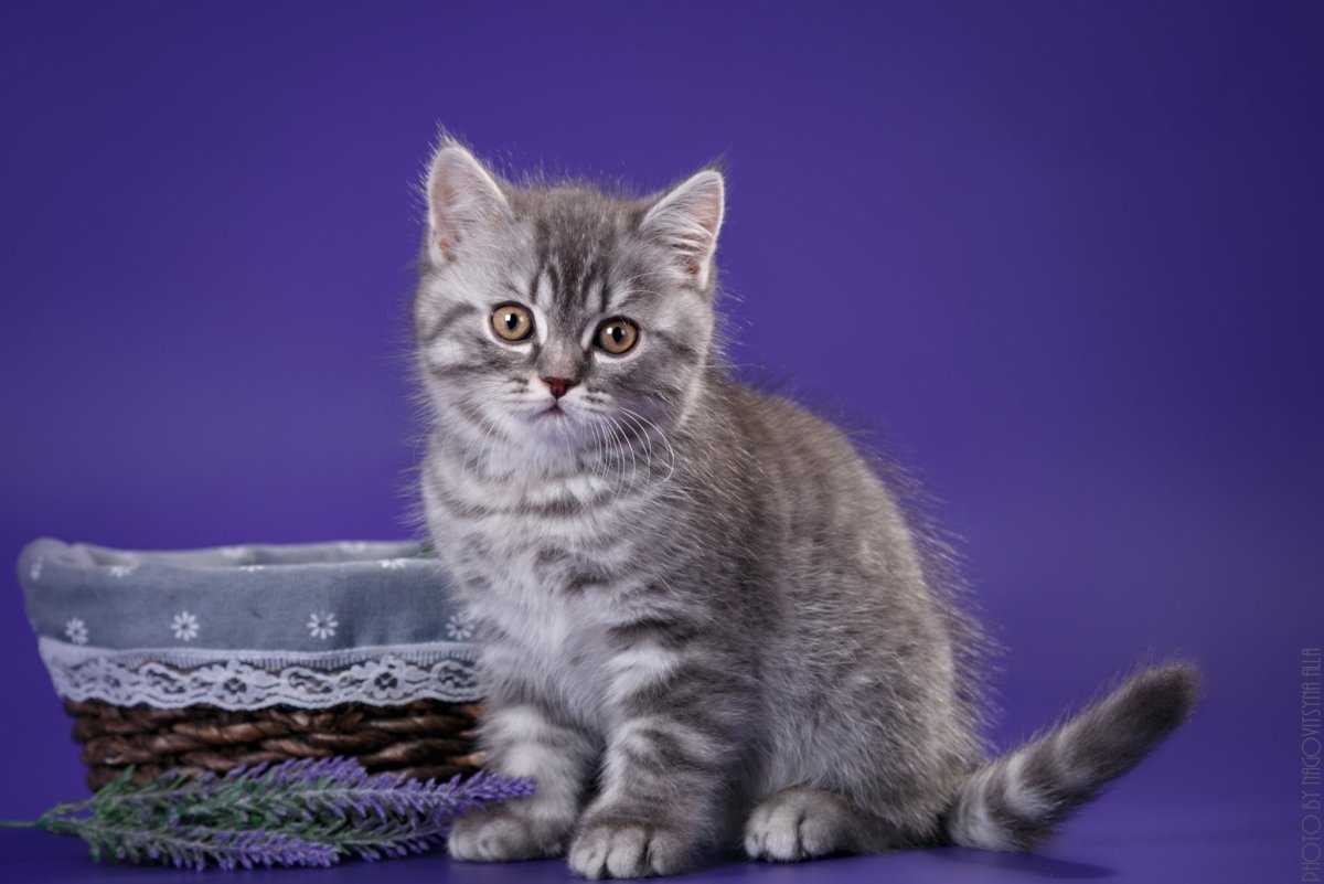 Шотландская КШ SCS ns24