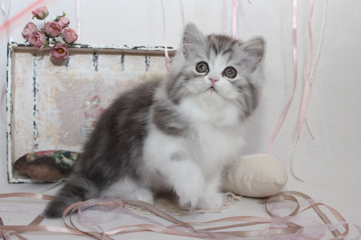 Шотландская кошка хайленд страйт