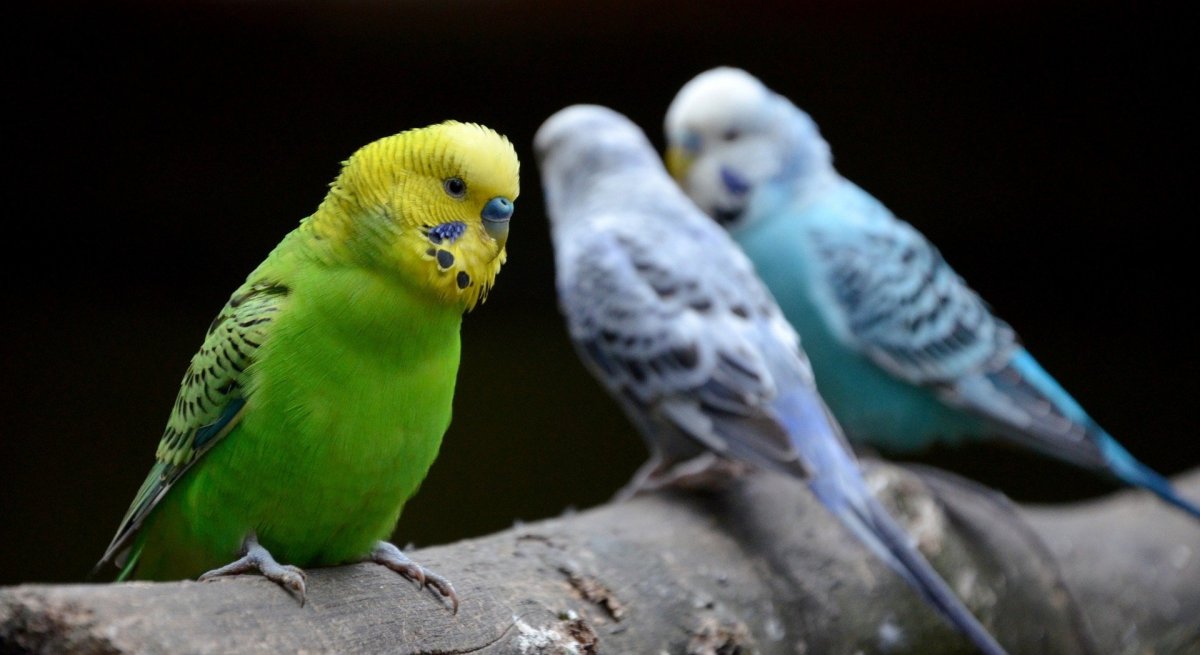 Волнистый попугайчик черный