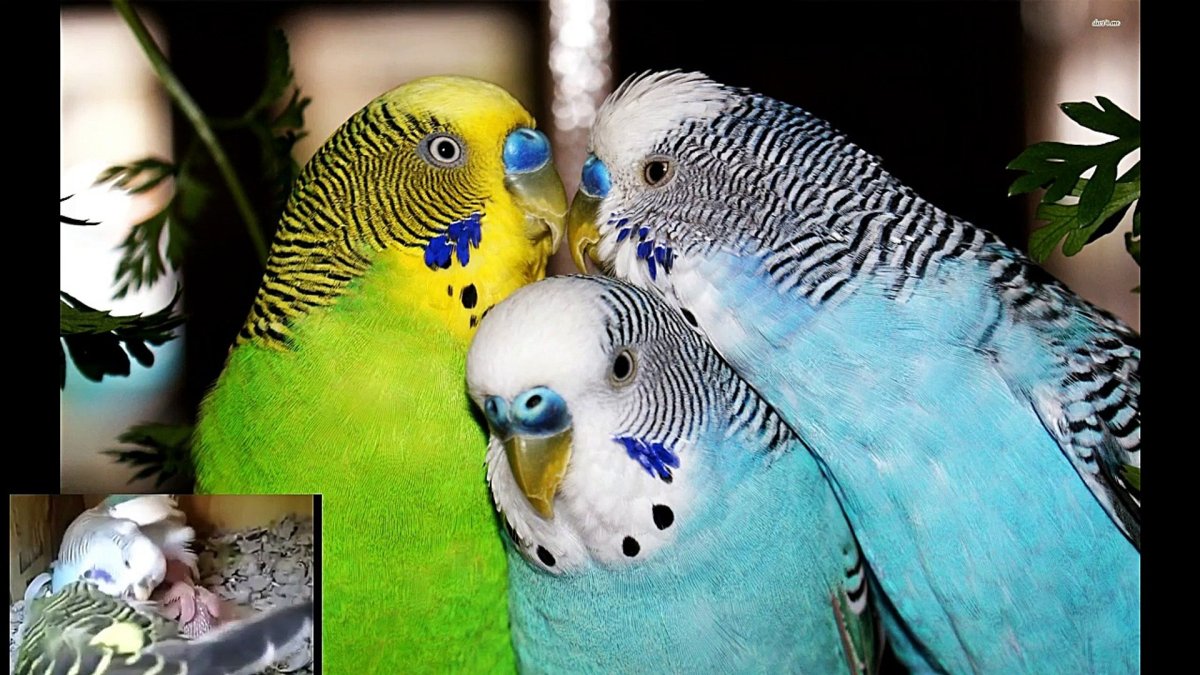 Волнистый попугай