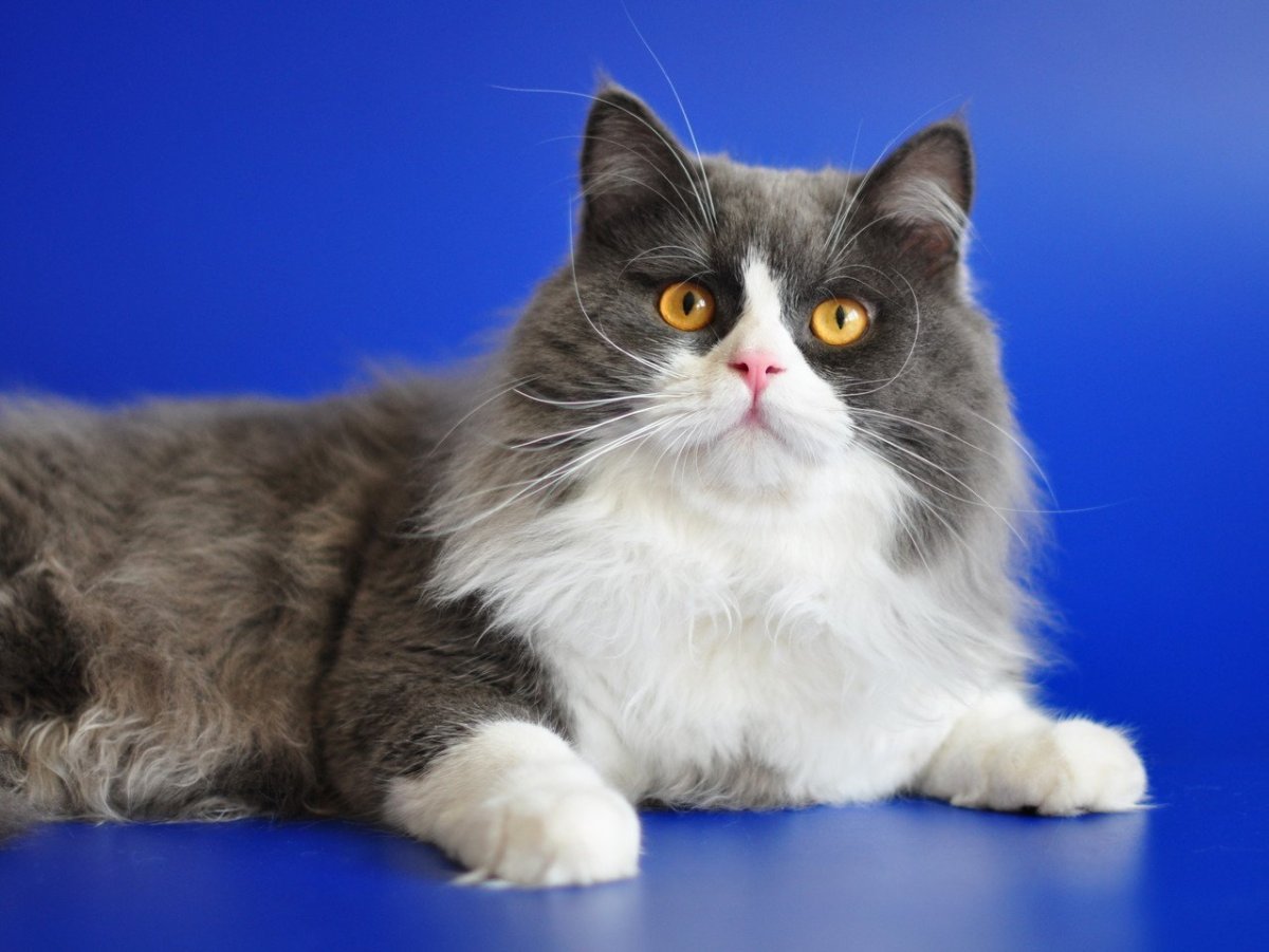 Шотландский хайленд страйт