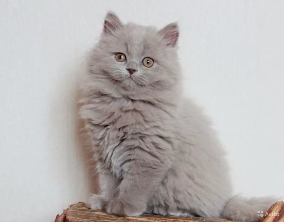 Британская длинношерстная кошка прямоухая