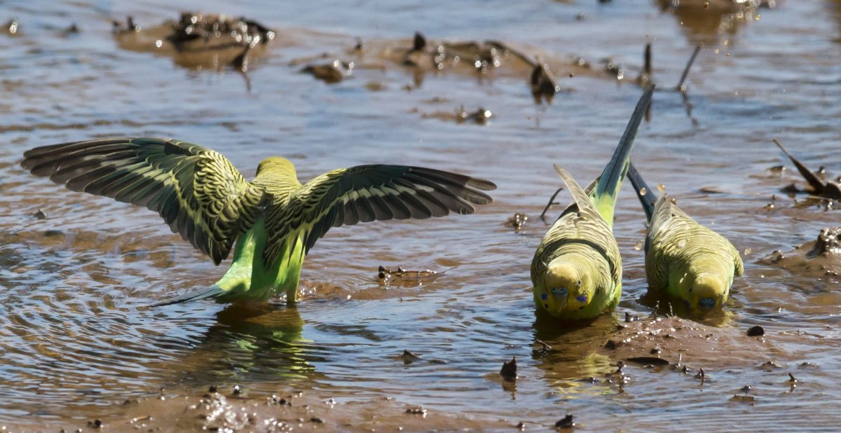 Австралия волнистые попугаи в дикой природе