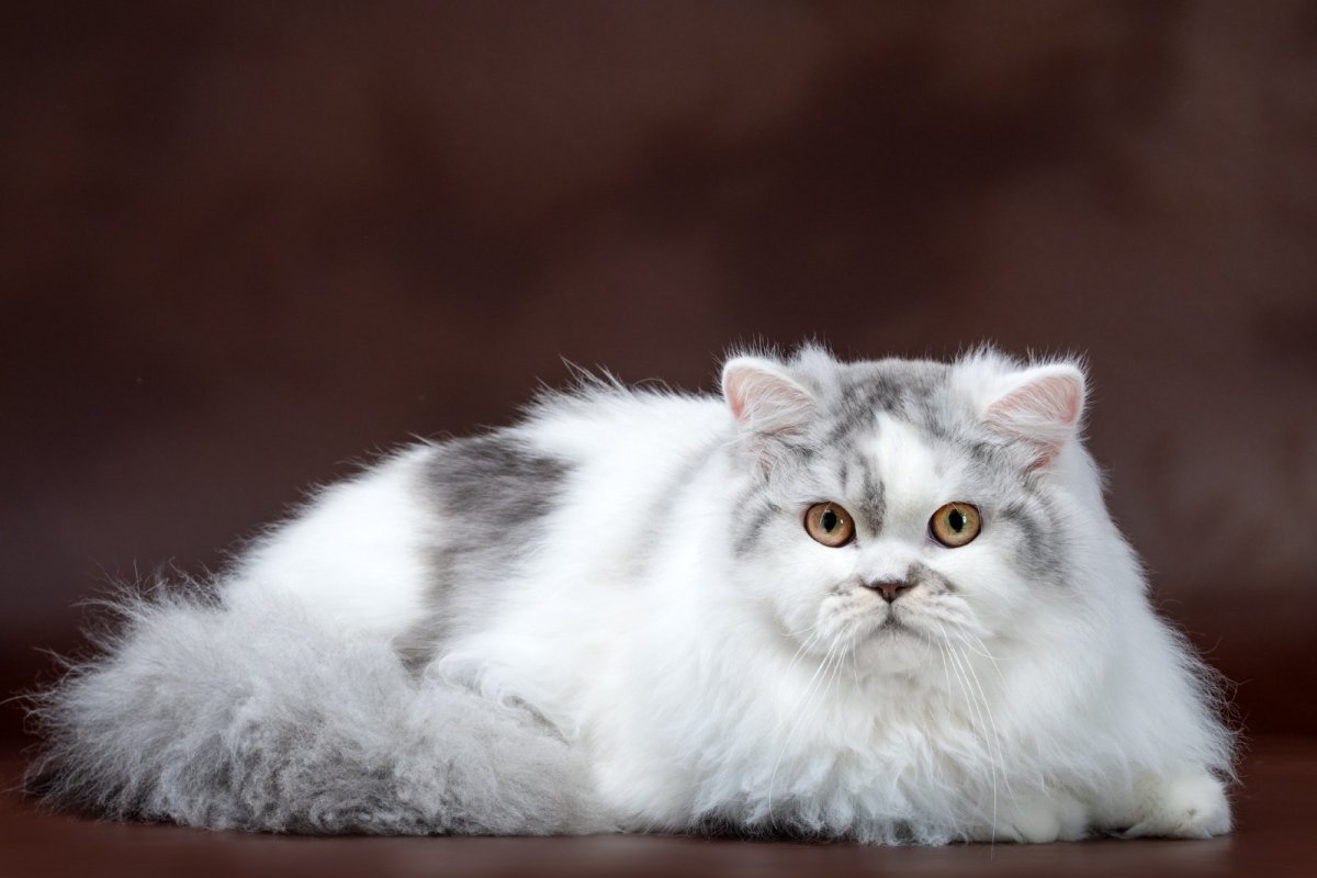 Шотландский хайленд страйт