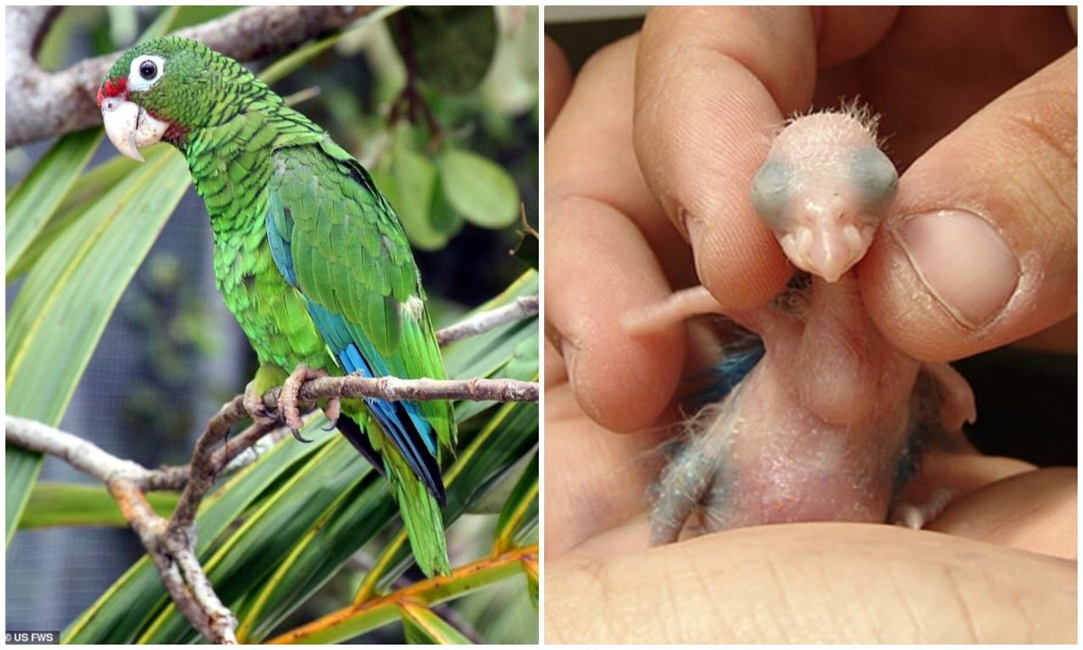 Пуэрториканский Амазон