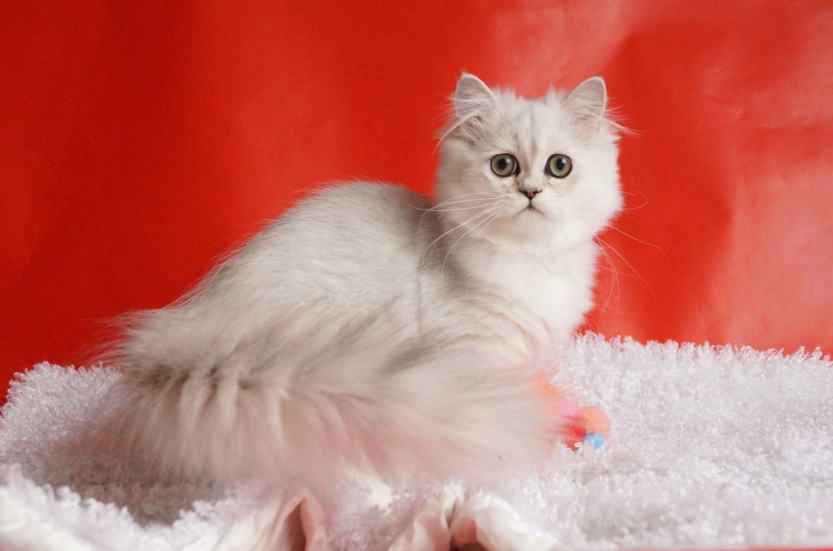 Британская длинношерстная шиншилла