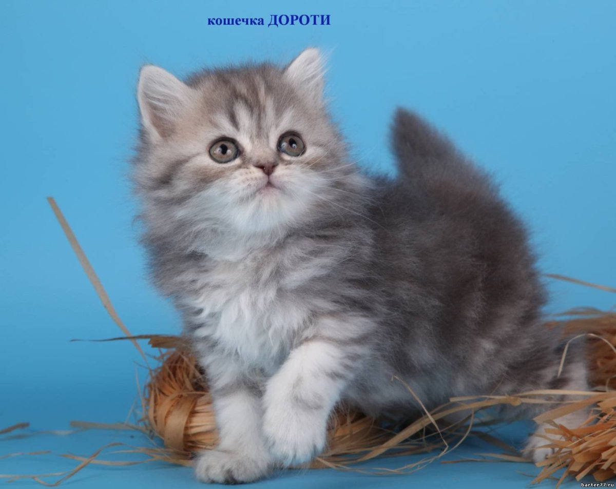 Хайленд Шотландская кошка прямоухая