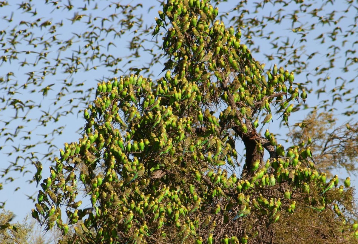 Волнистый попугайчик в дикой природе