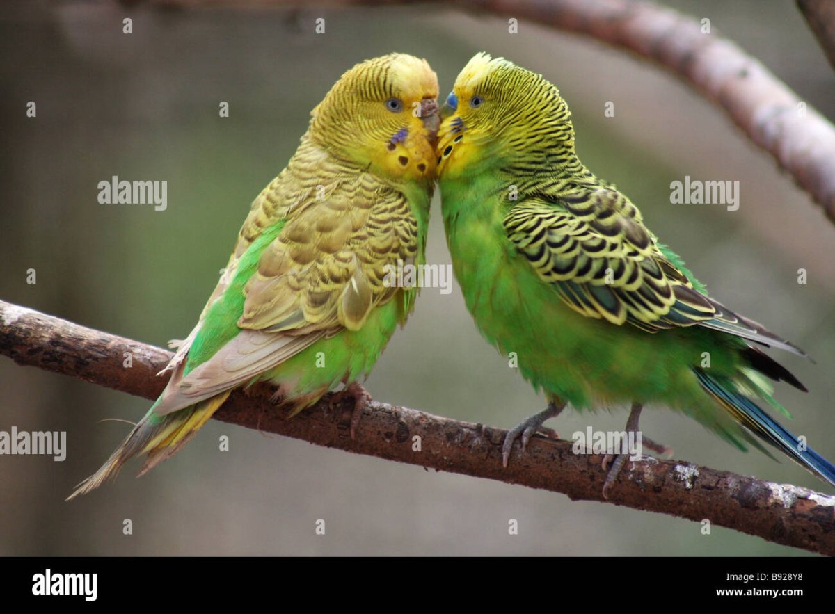 Волнистые попугаи обнимаются