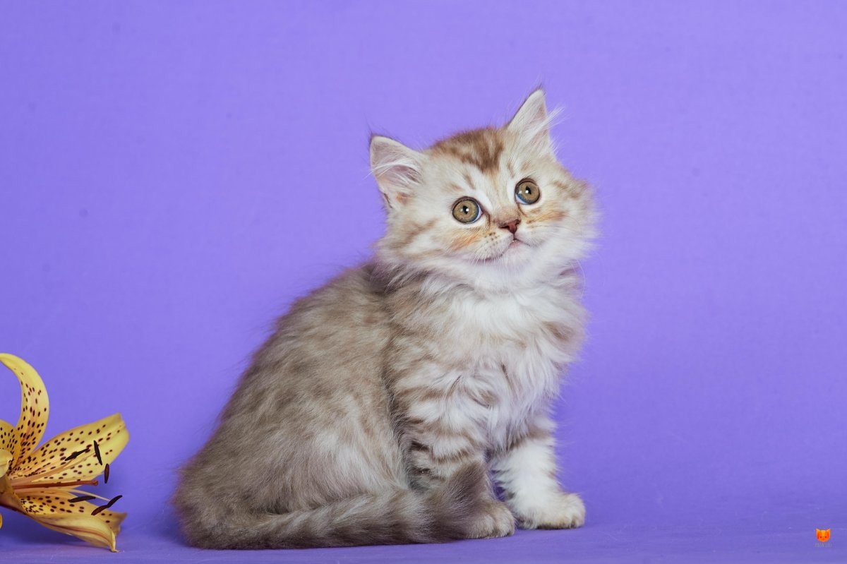 Шотландская кошка прямоухая длинношерстная