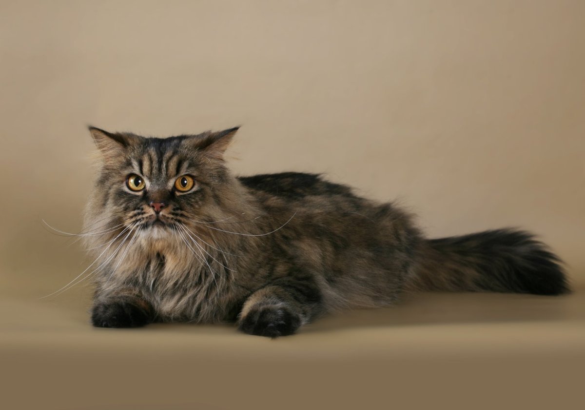 Хайленд страйт коричневый