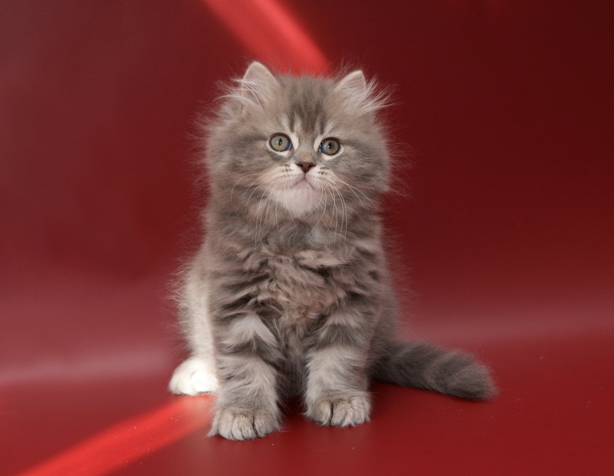 Шотландский хайленд страйт