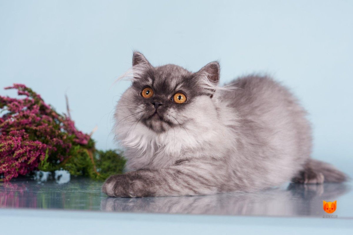 Хайленд страйт