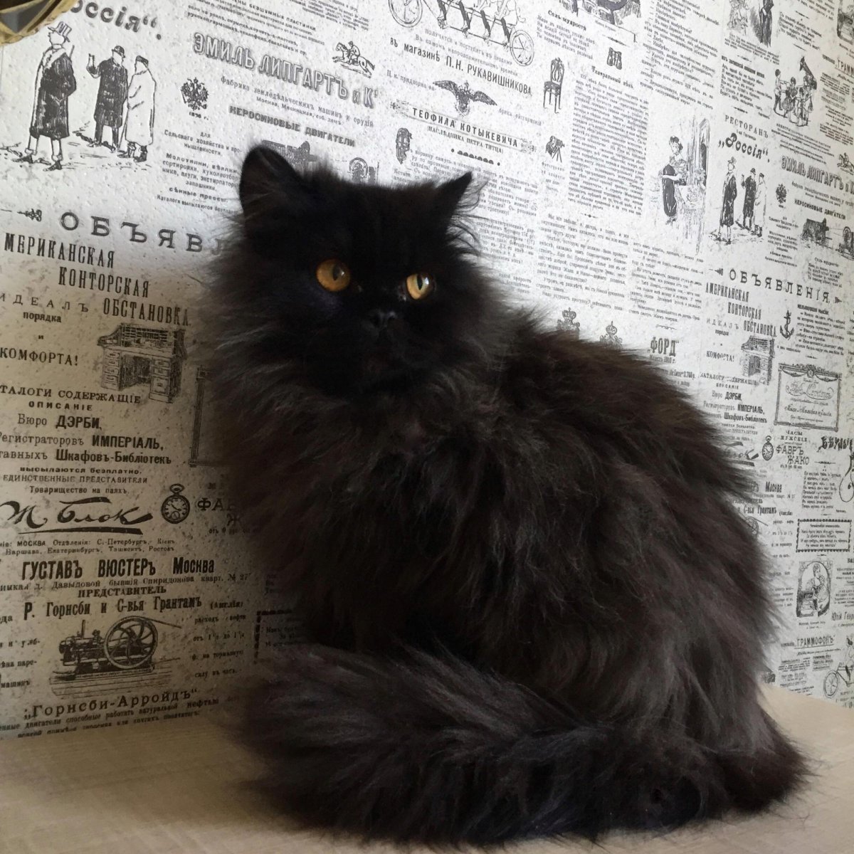 Хайленд страйт черный