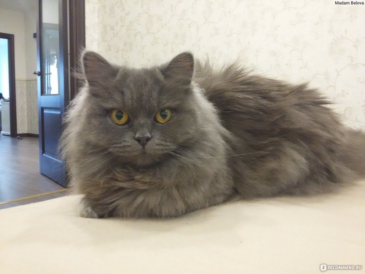 Шотландский прямоухий длинношерстный кот дымчатый