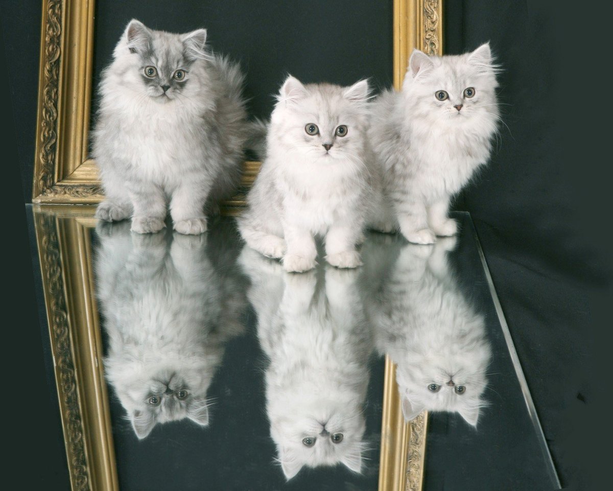 Шотландская прямоухая длинношерстная кошка хайленд-страйт