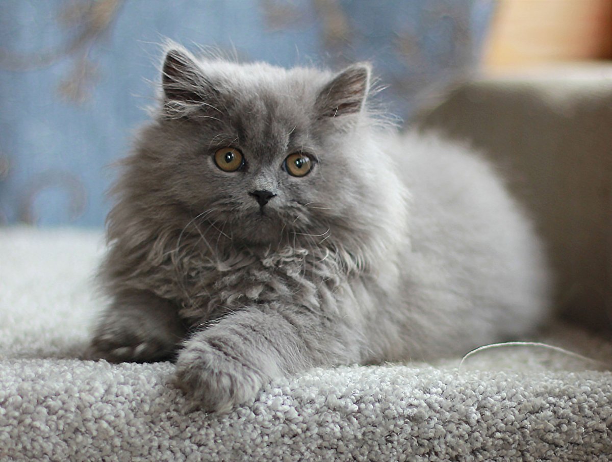 Шотландский хайленд страйт серый