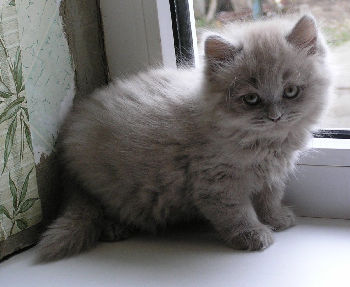 Шотландский хайленд страйт серый